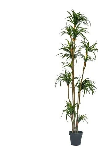 ต้นไม้จำลอง ดรากีน่า ดรากีน่า  - Dracaena Marginata บทวิจารณ์และราคา
