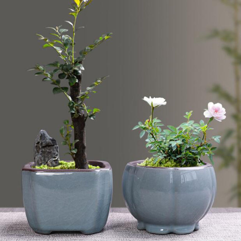 Retro เซรามิคดอกไม้หม้อหน่อไม้ - Echeveria Succulent บทวิจารณ์และราคา