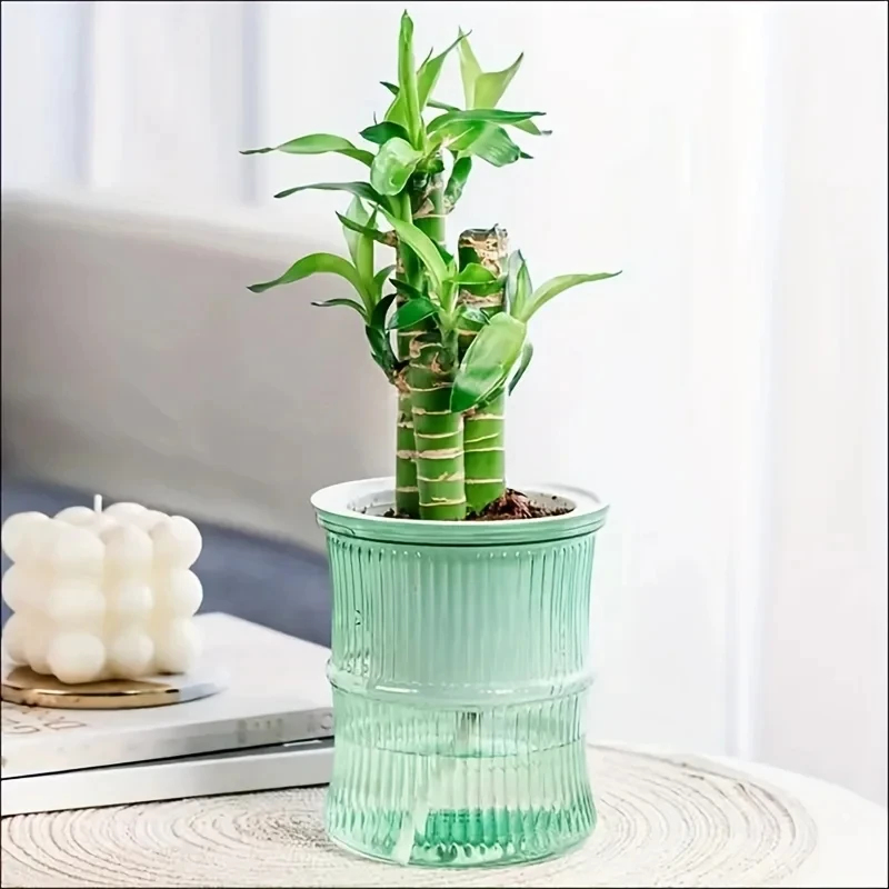 กระถางปลูกต้นไม้แบบใสสองชั้น ร - Aloe Vera Pot บทวิจารณ์และราคา