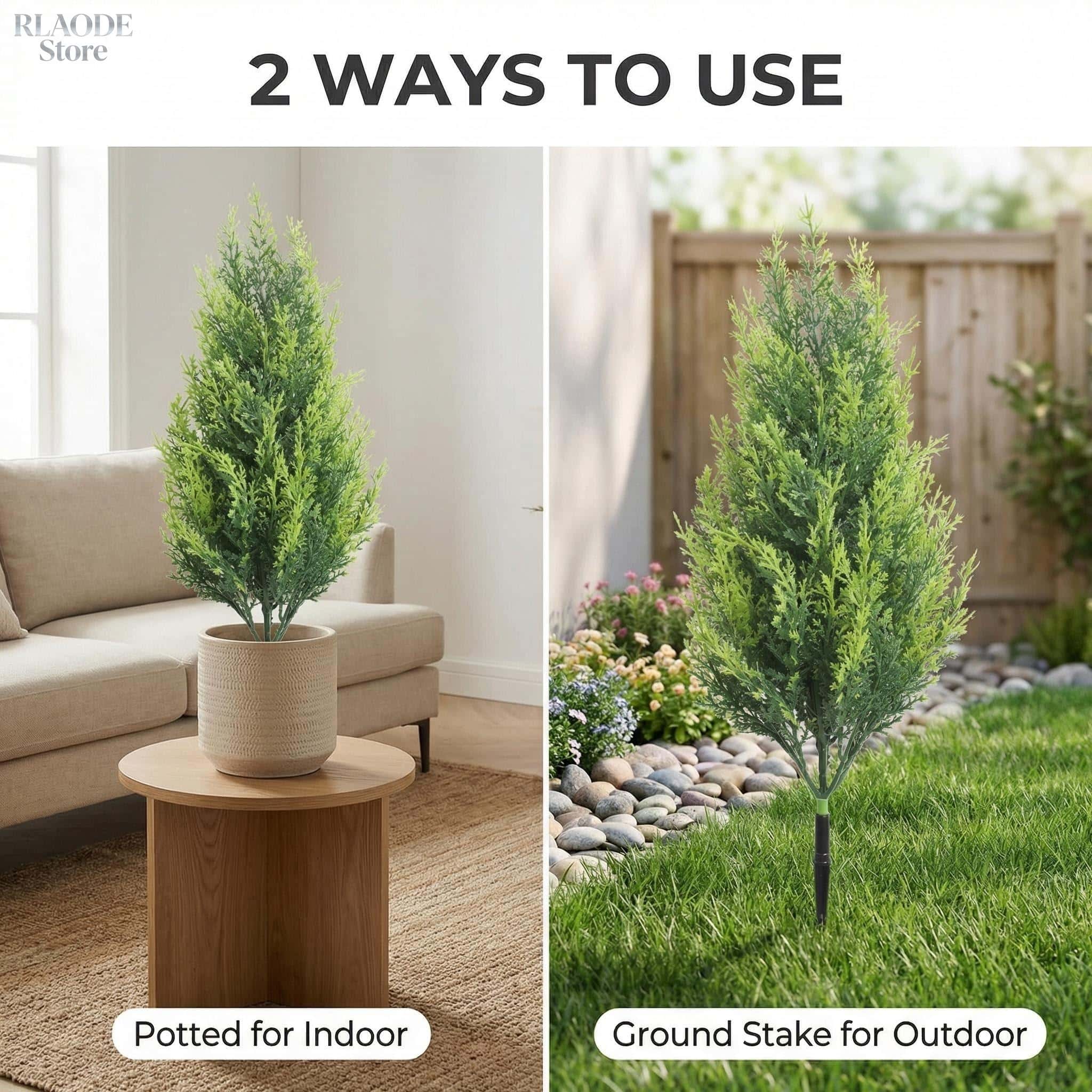 ต้นไซเปรสปลอมและเฟิร์นปลอม 2 ช - Dracaena Marginata บทวิจารณ์และราคา