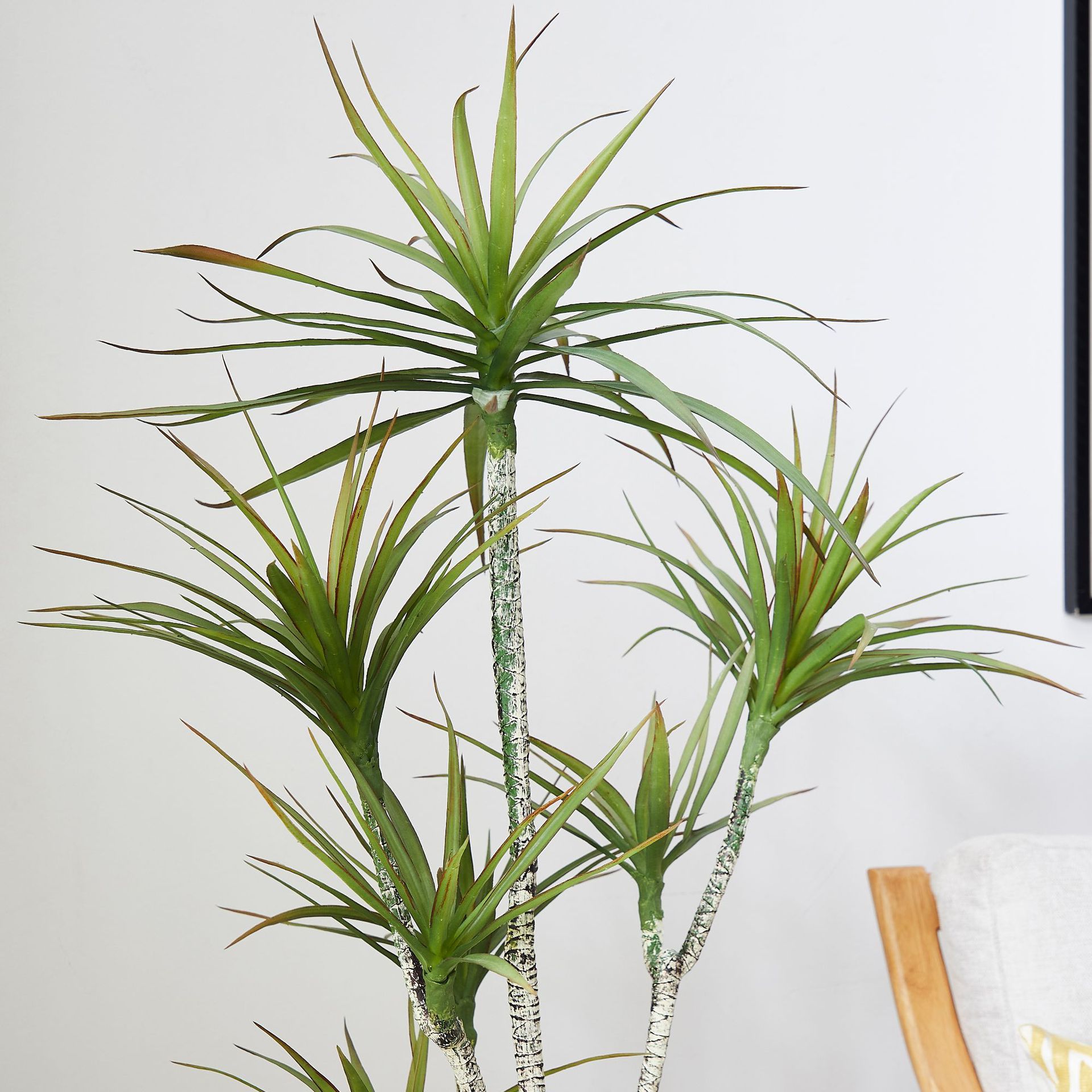 กระถางต้นไม้พลาสติกเทียม ​ ต้น - Dracaena Marginata บทวิจารณ์และราคา