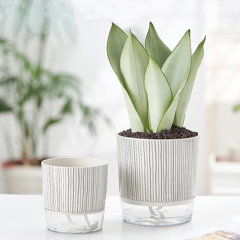กระถางต้นไม้ใสแบบรดน้ำเองได้ ต - Aloe Vera Pot บทวิจารณ์และราคา