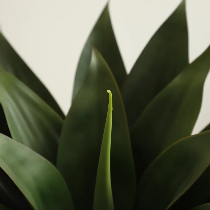 ต้นอโลเวร่าปลอมในกระถางบอนไซ ส - Aloe Vera Pot บทวิจารณ์และราคา