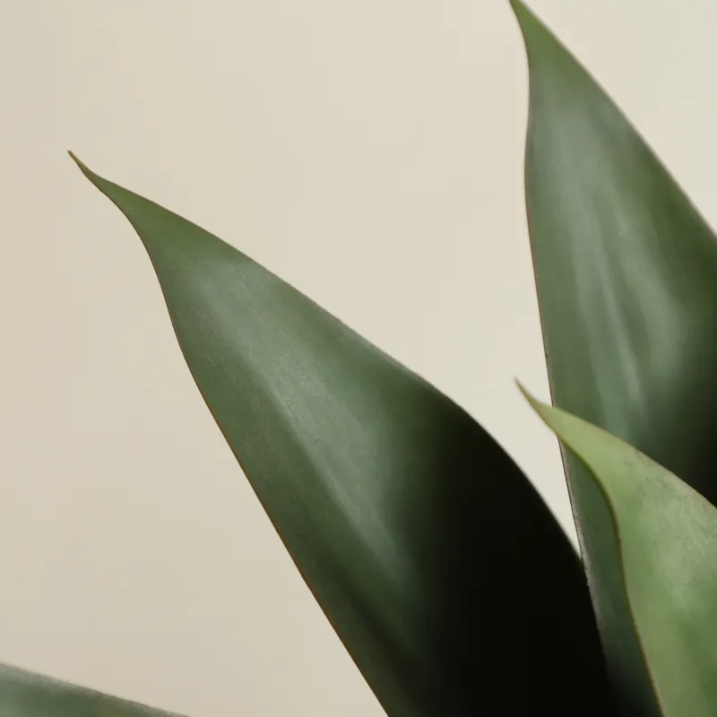 ต้นอโลเวร่าปลอมในกระถางบอนไซ ส - Aloe Vera Pot บทวิจารณ์และราคา